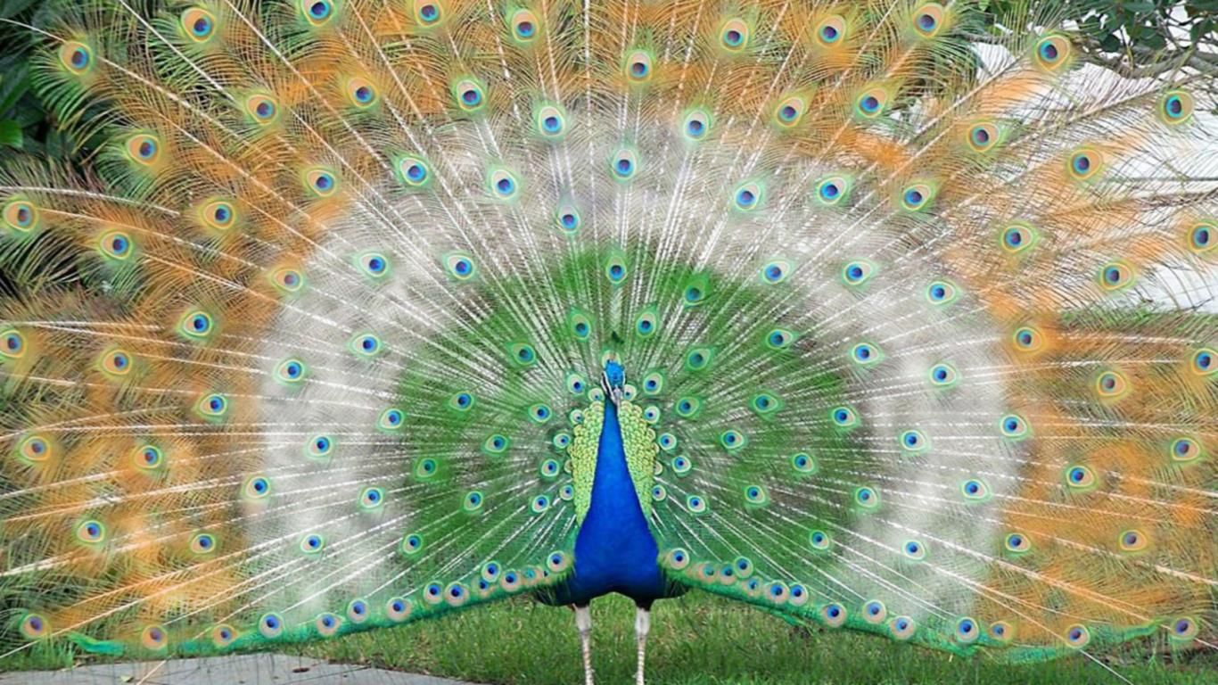 peacock 3d wallpaper,peafowl,bird,feather,galliformes,phasianidae