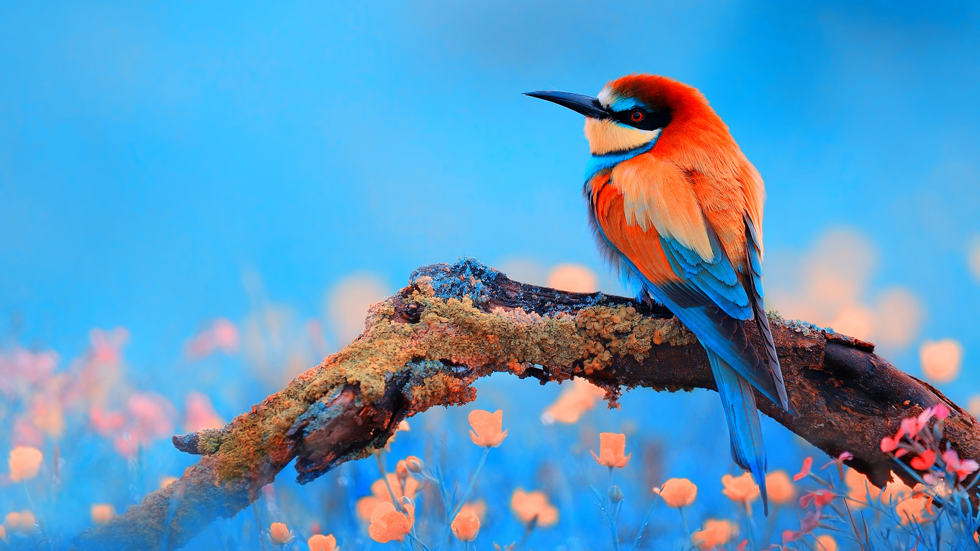 fondo de pantalla de pájaros para móvil,pájaro,coraciiformes,fauna silvestre,comedor de abejas,pájaro posado