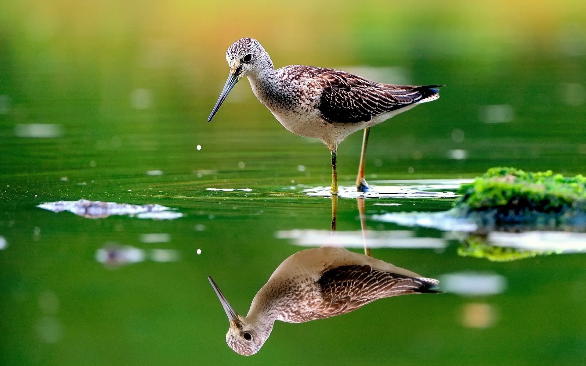 naturvögel tapete,vogel,watvogel,strandläufer,dowitcher,rotschenkel