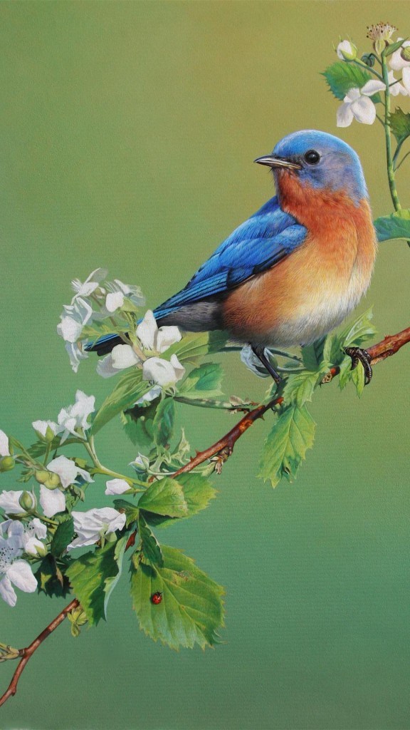 birds wallpaper for mobile,bird,eastern bluebird,bluebird,beak,coraciiformes