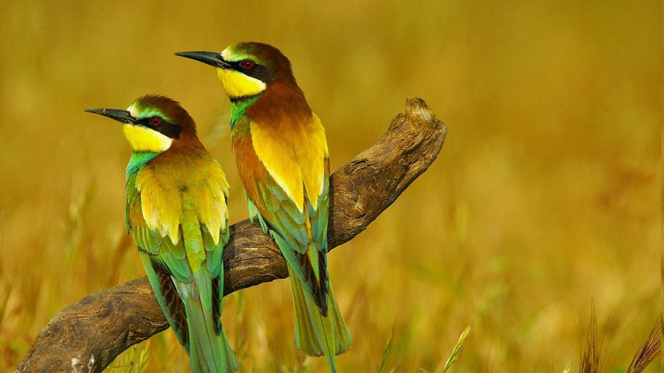 naturvögel tapete,vogel,bienenesser,tierwelt,coraciiformes,pflanze