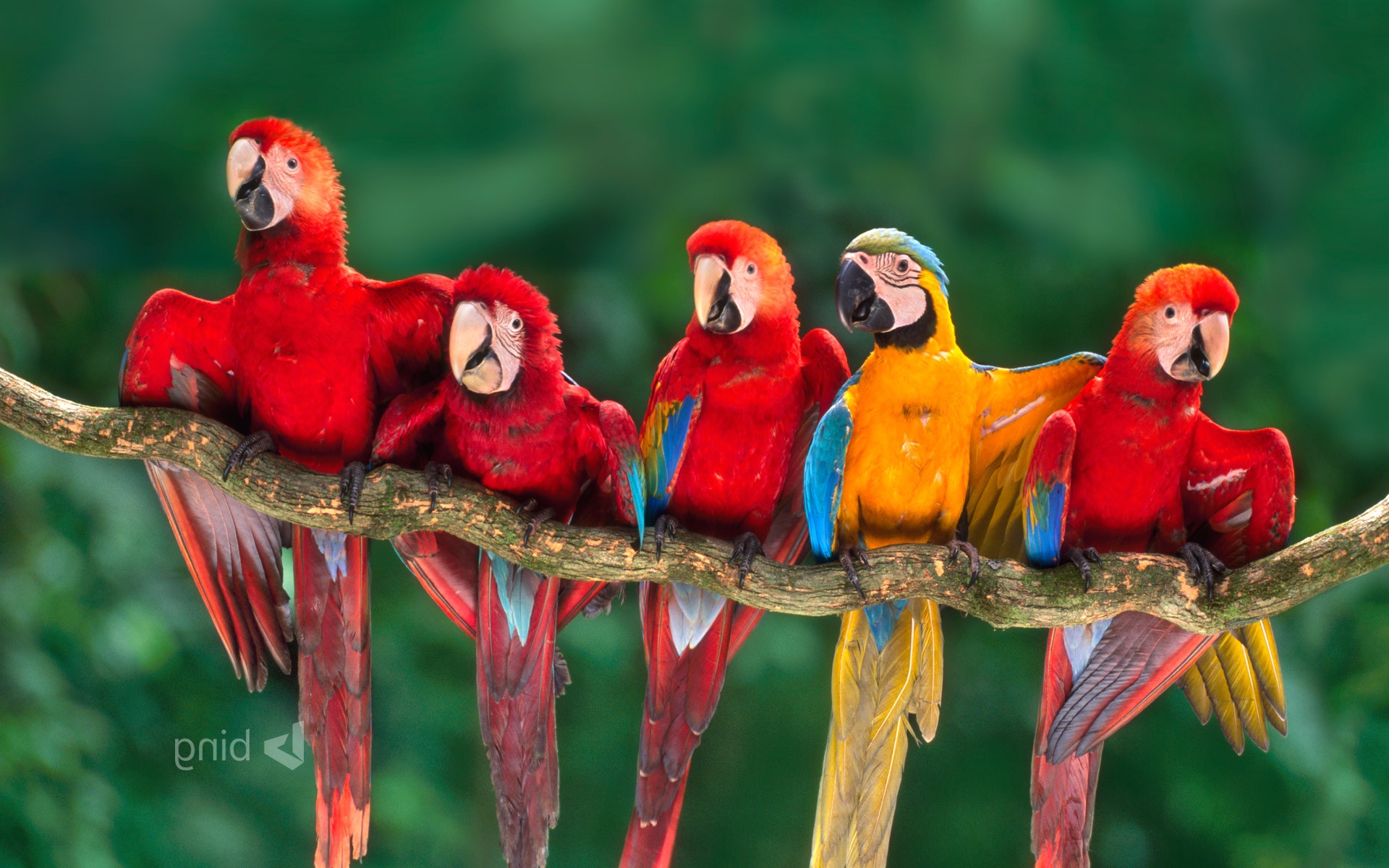 fondos de escritorio de pájaros de la naturaleza,guacamayo,loro,pájaro,periquito,periquito