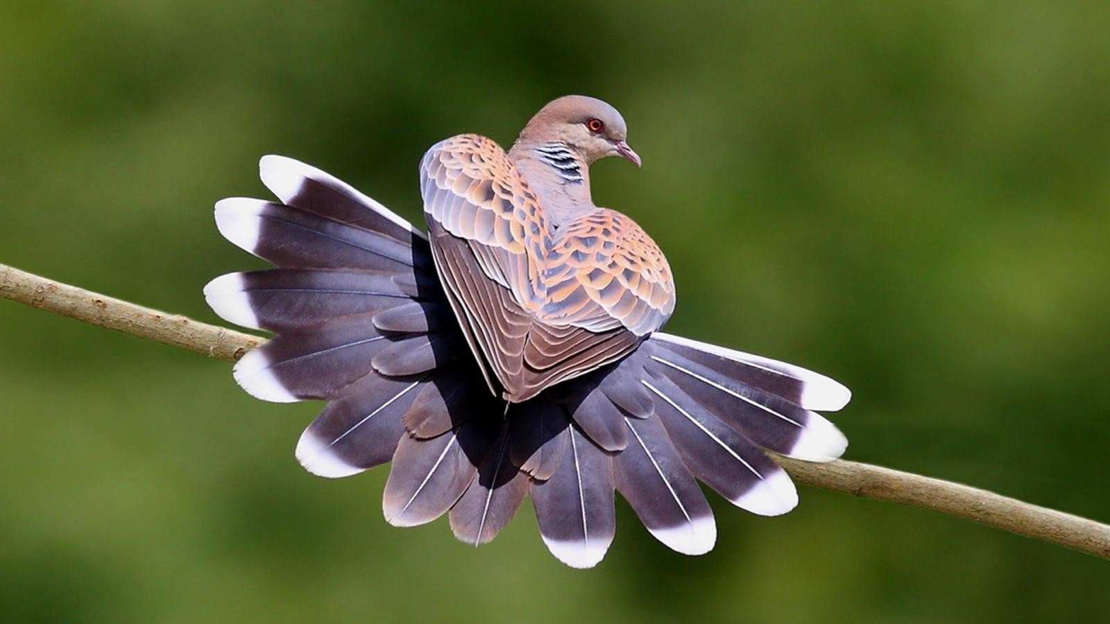 naturvögel tapete,vogel,tauben und tauben,flügel,feder,tierwelt