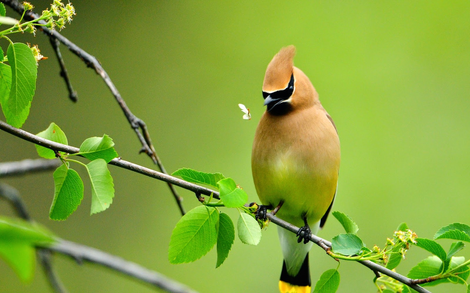 nature birds wallpaper,bird,vertebrate,cedar waxwing,beak,branch