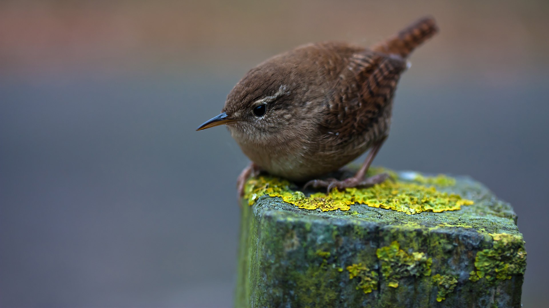 fond d'écran oiseaux nature,oiseau,roitelet,troglodyte de caroline,roitelet de maison,oiseau chanteur