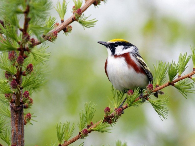 nature birds wallpaper,bird,beak,chestnut sided warbler,perching bird,plant