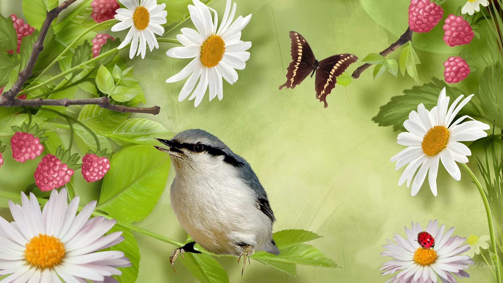 pájaro mariposa fondo de pantalla,pájaro,planta,flor,margarita,primavera