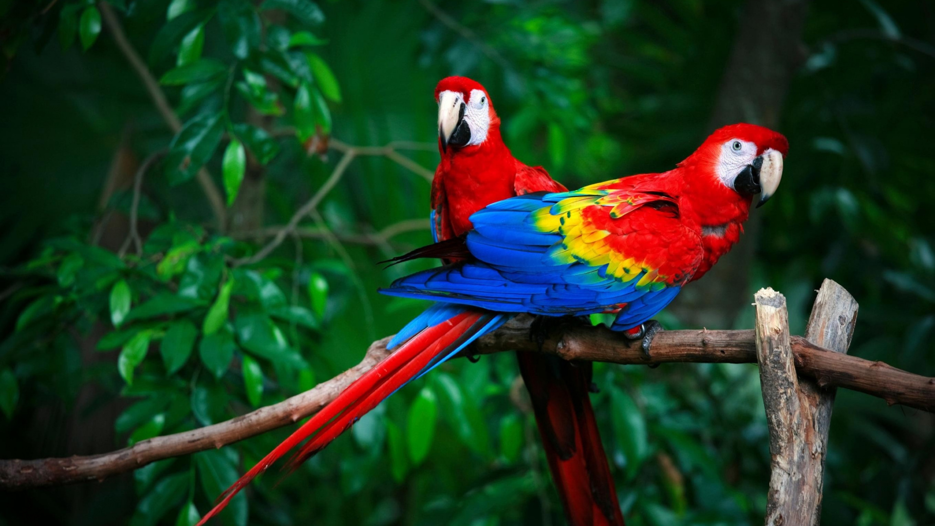 birds full hd wallpaper,bird,macaw,vertebrate,parrot,beak