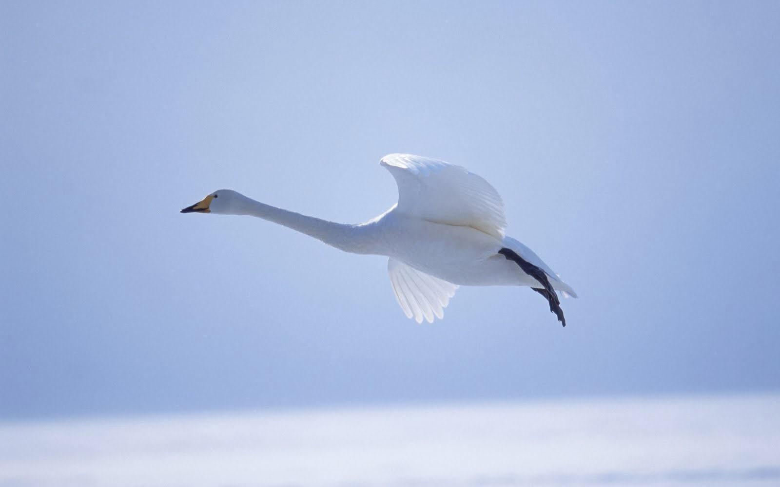 sfondi volanti di uccelli,uccello,cigno,cigno di tundra,uccello acquatico,ala