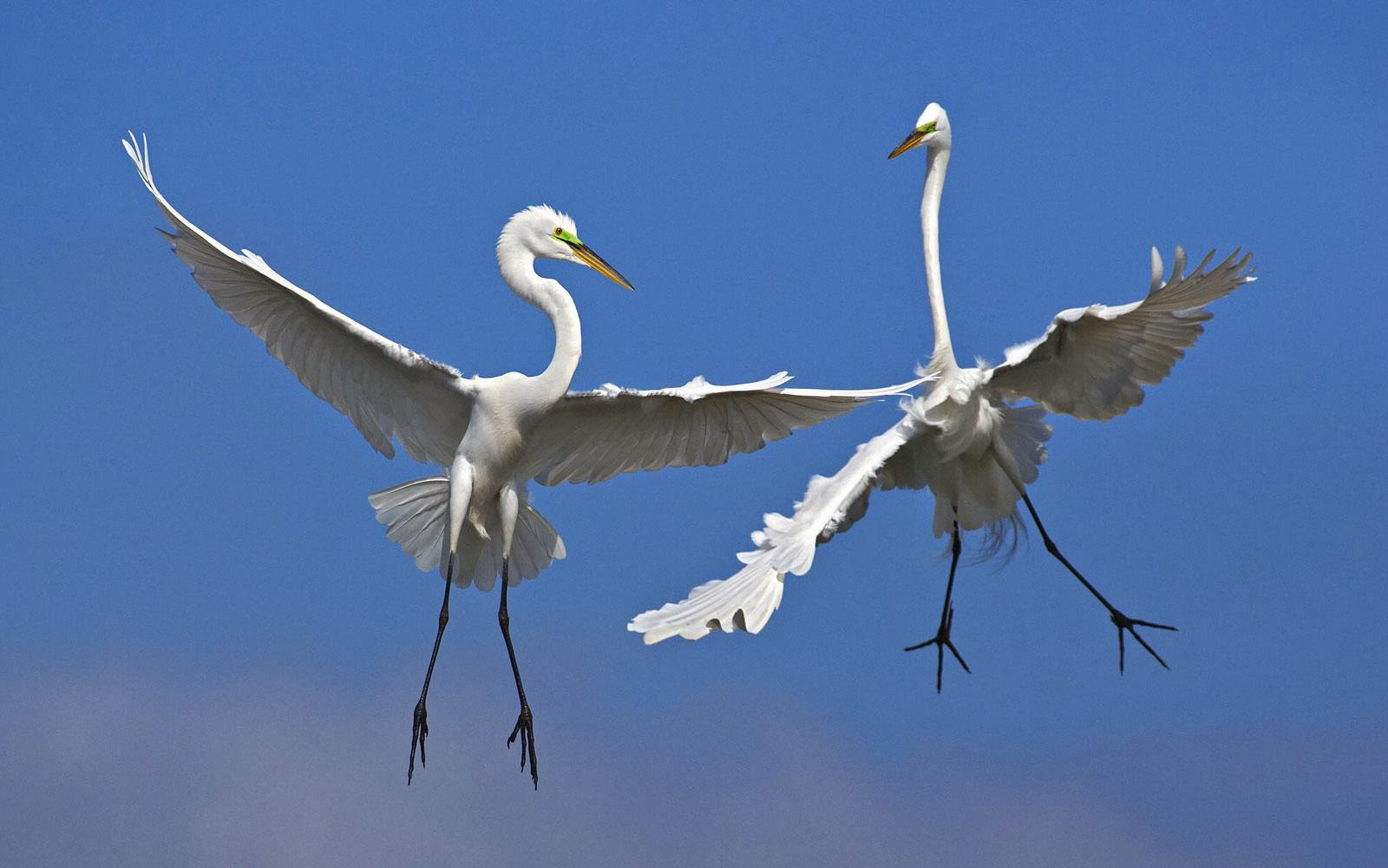 飛んでいる鳥写真壁紙,鳥,ダイサギ,白鷺,サギ,羽