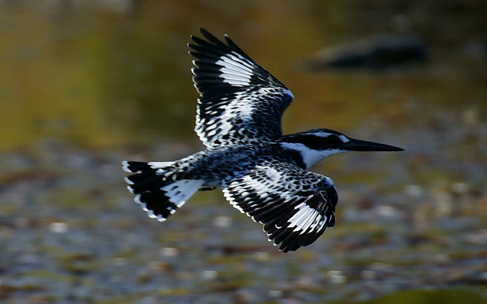 fliegende vögel bilder tapeten,vogel,tierwelt,flügel,coraciiformes,hockender vogel