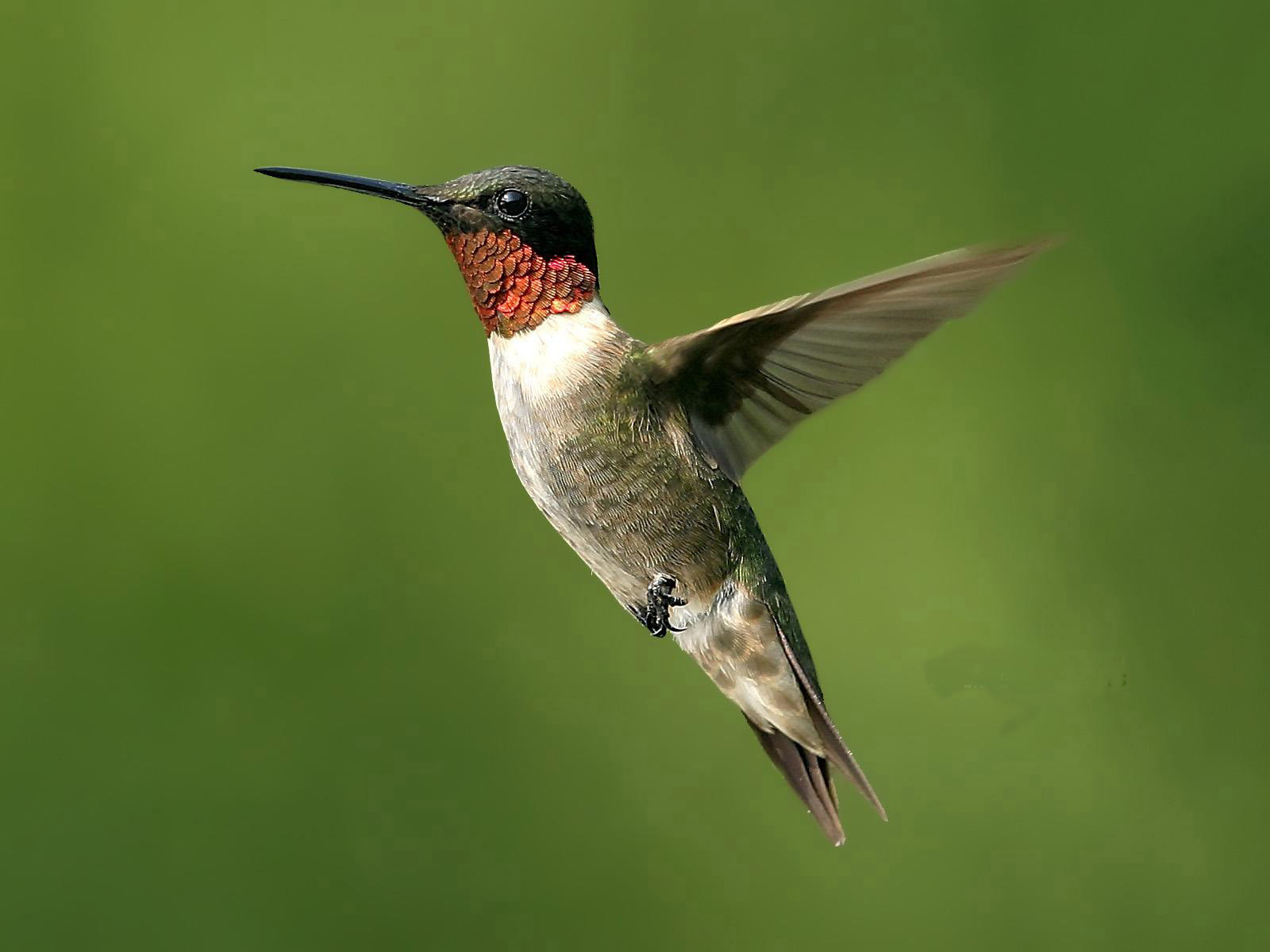 sfondi volanti di uccelli,uccello,colibrì,colibrì gola rubino,rufous colibrì,natura