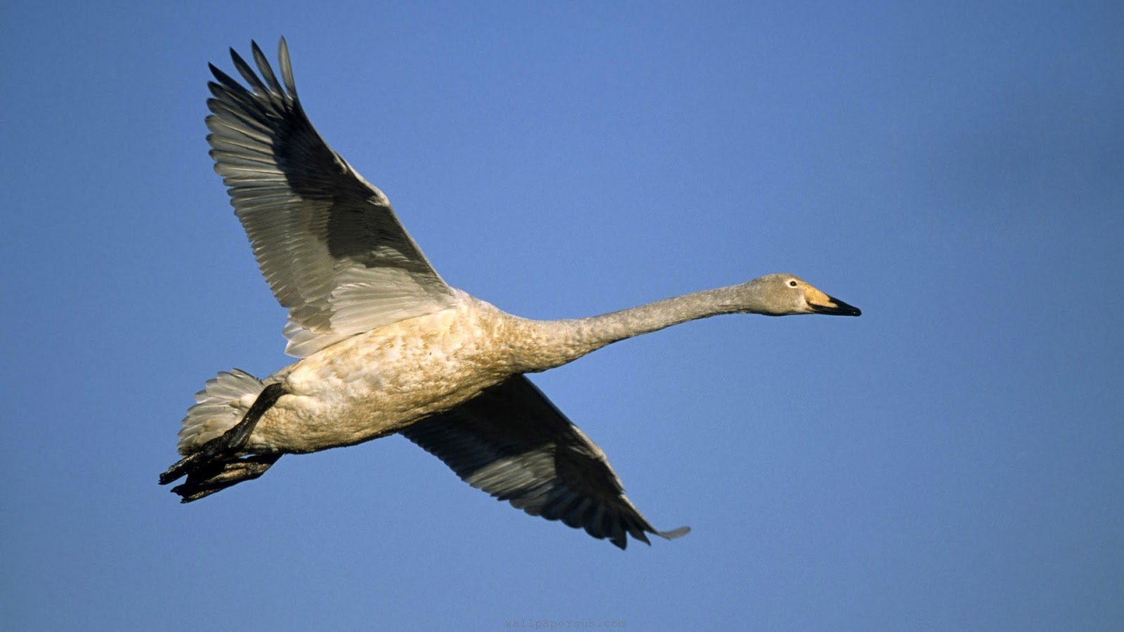 fliegende vögel bilder tapeten,vogel,wasservogel,schwan,wasservögel,enten