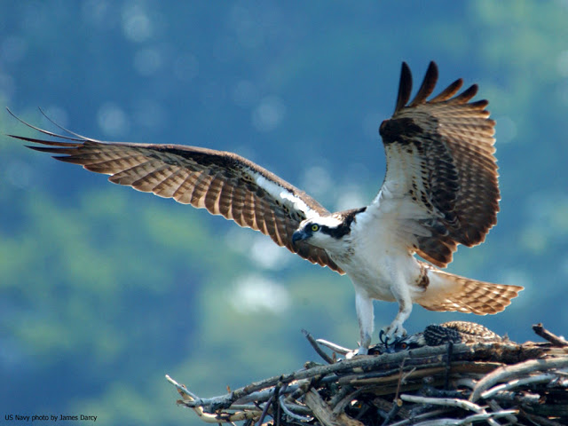 flying birds pictures wallpapers,bird,vertebrate,bird of prey,osprey,beak