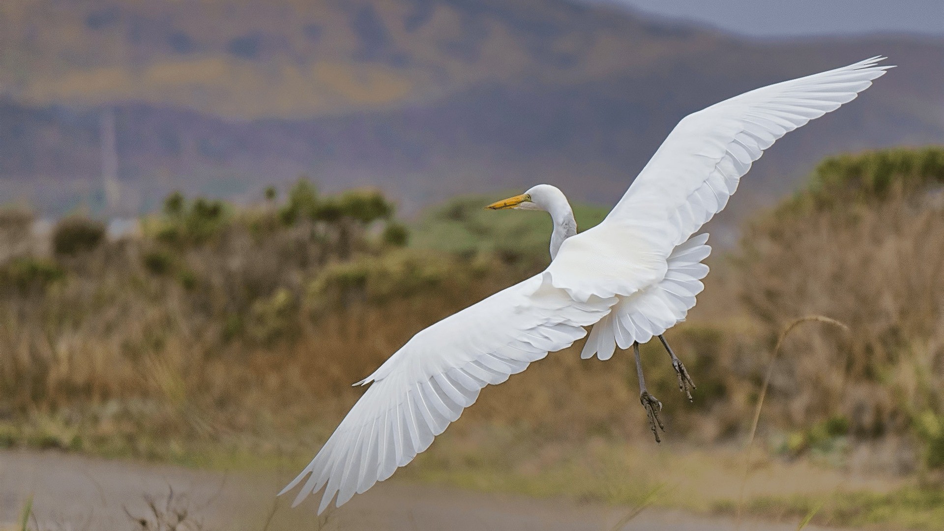 flying birds pictures wallpapers,bird,vertebrate,great egret,egret,beak