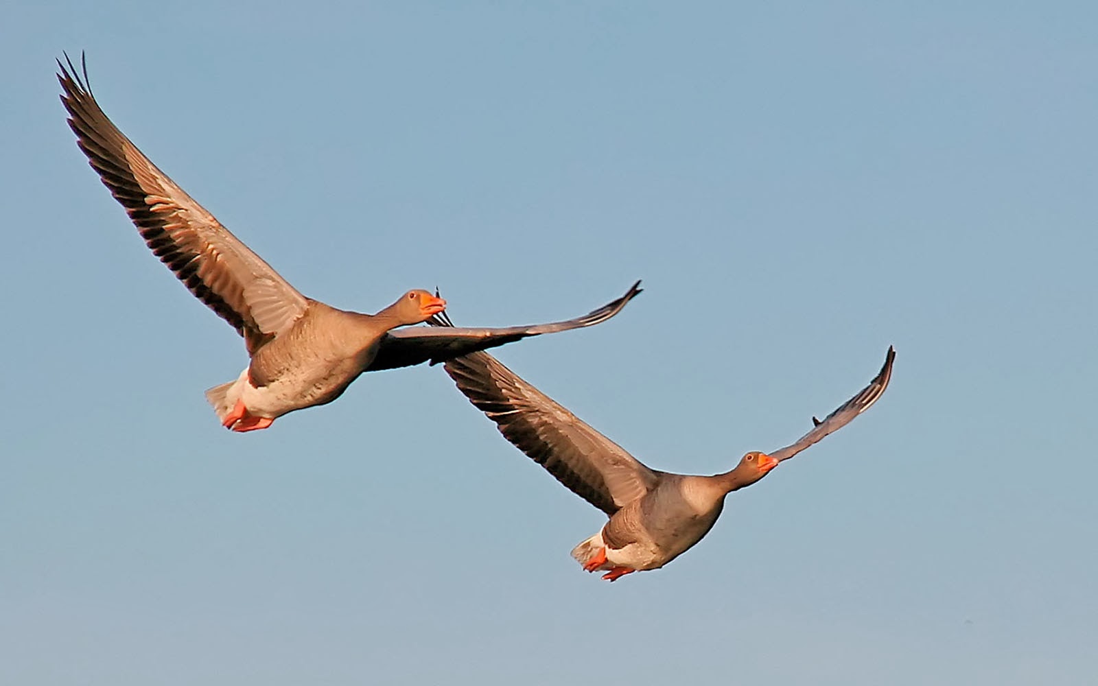 flying birds pictures wallpapers,bird,water bird,sky,beak,wing