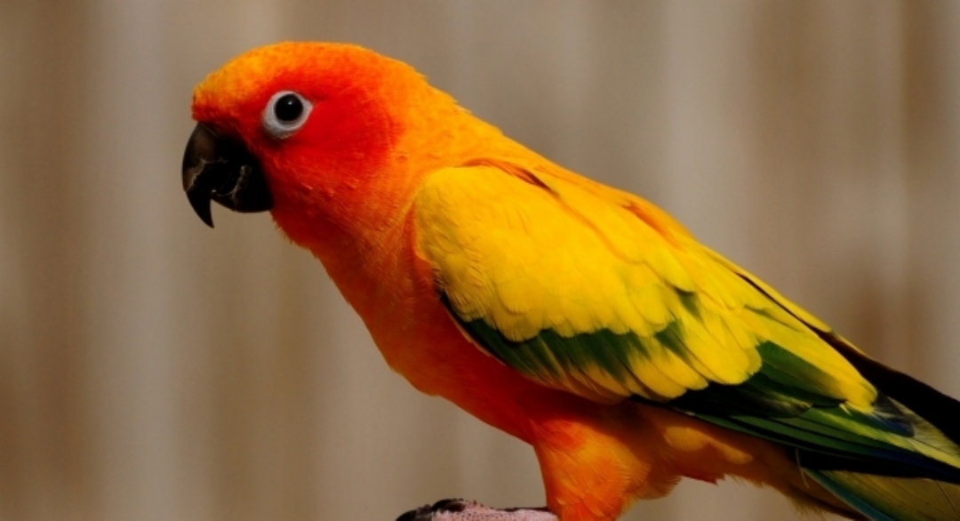 carta da parati 3d degli uccelli,uccello,pappagallo,parrocchetto,pappagallino,arancia