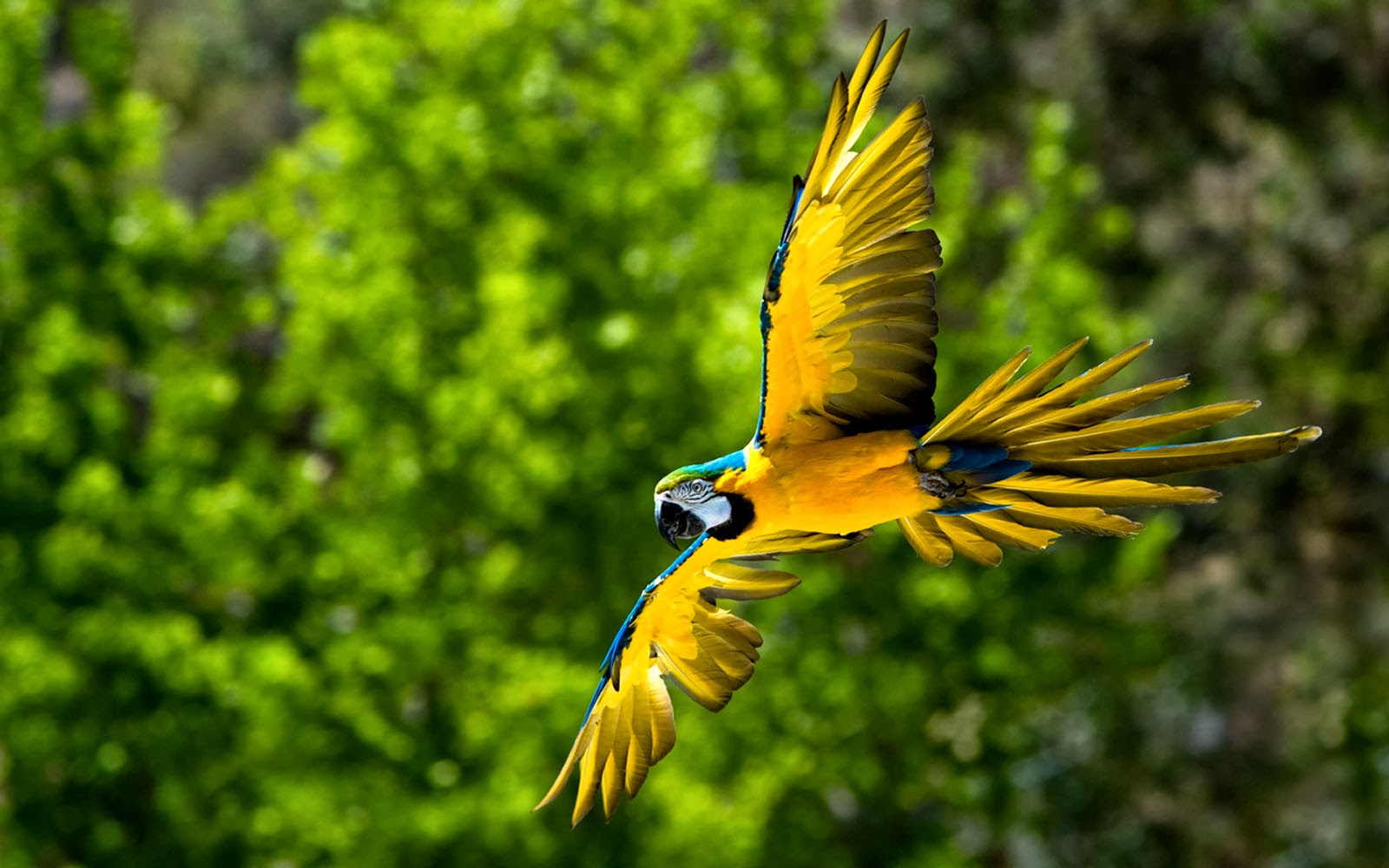 飛んでいる鳥写真壁紙,鳥,コンゴウインコ,オウム,野生動物,coraciiformes