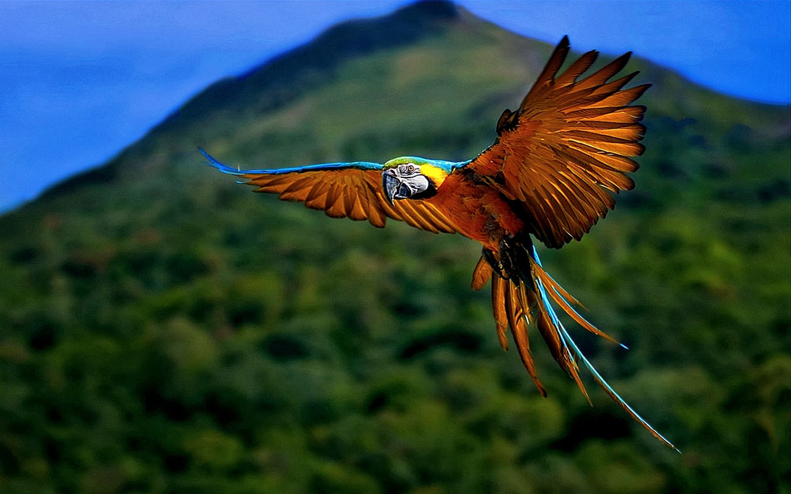 飛んでいる鳥写真壁紙,鳥,野生動物,羽,魚,coraciiformes