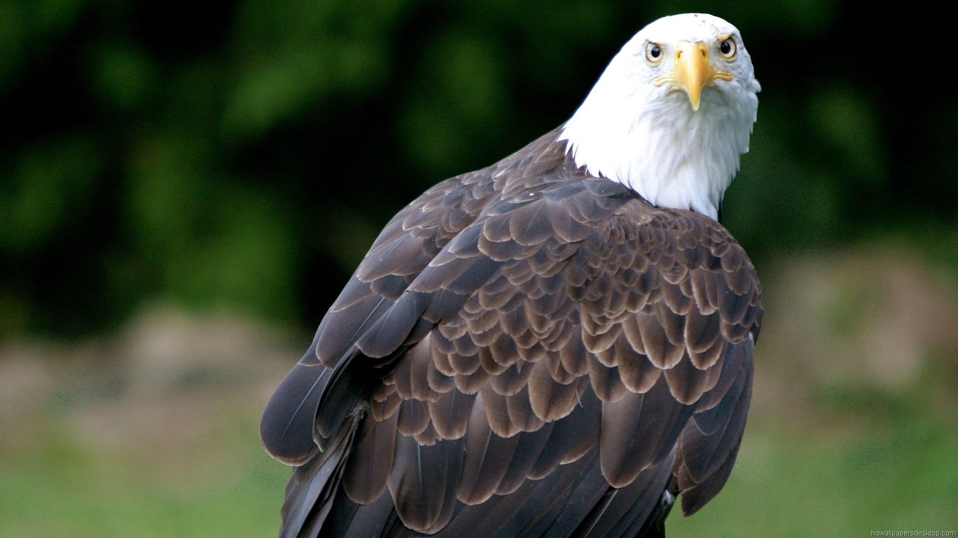 vögel full hd wallpaper,vogel,weißkopfseeadler,raubvogel,adler,accipitriformes