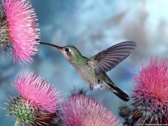 oiseaux volants photos fonds d'écran,colibri,oiseau,plante,fleur,chardon