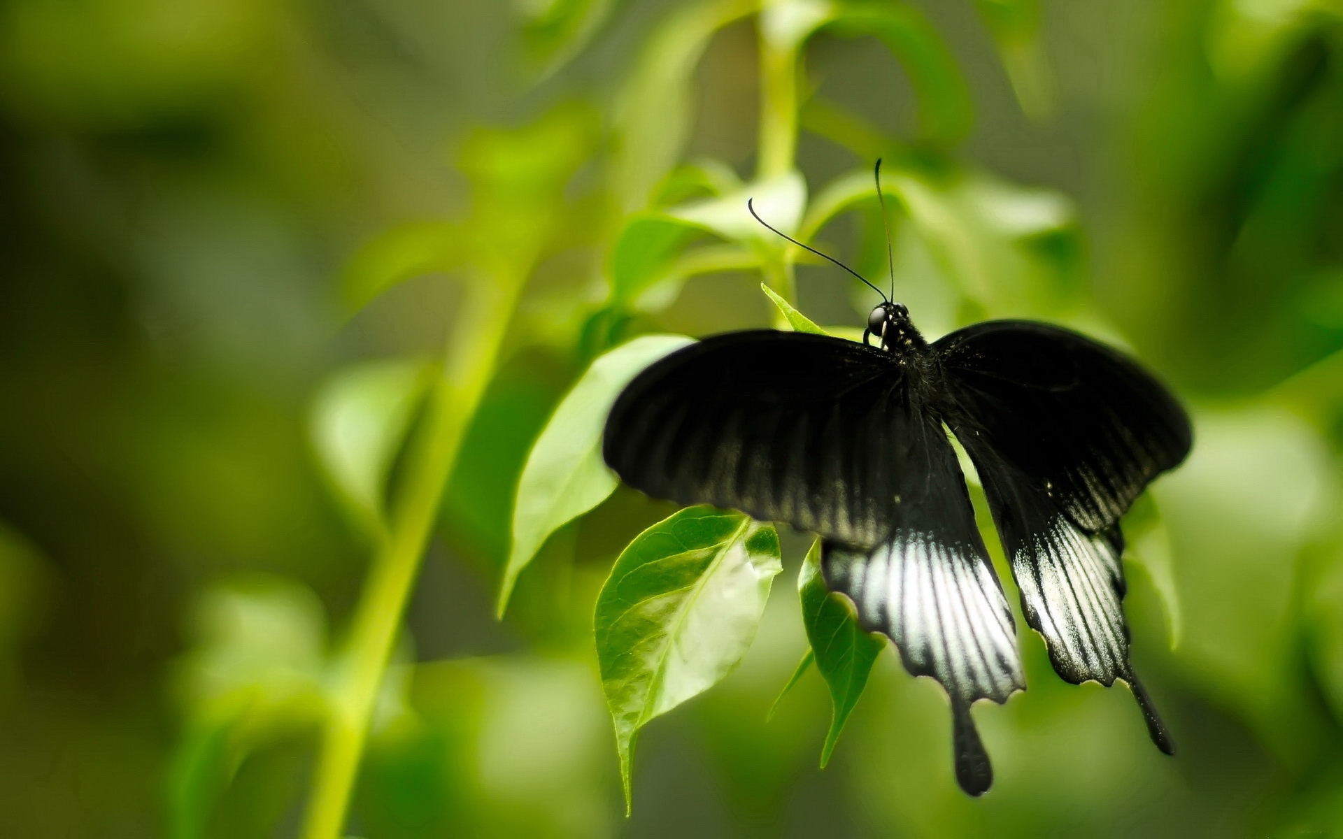 bird butterfly wallpaper,butterfly,insect,moths and butterflies,nature,green