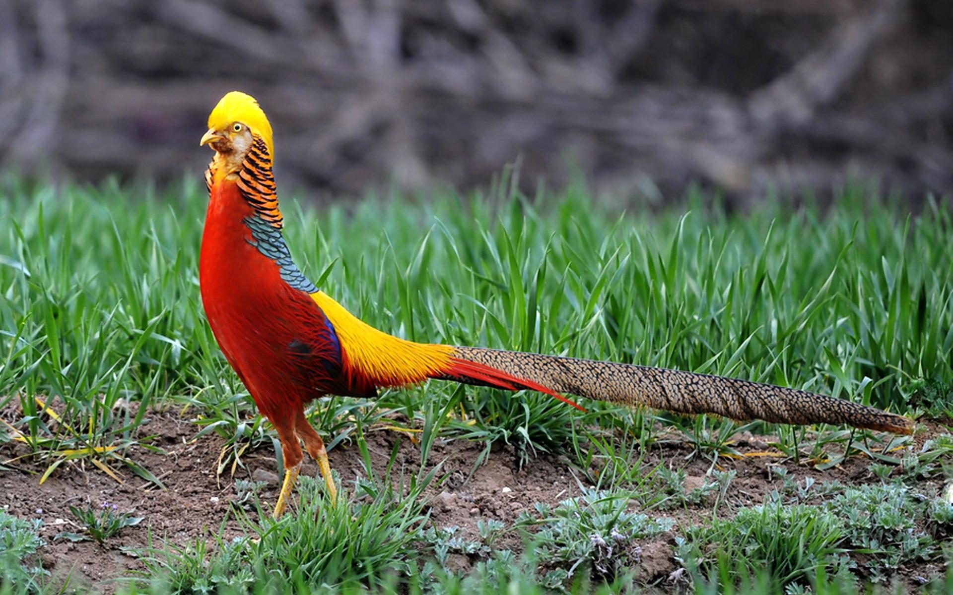 oiseaux full hd fond d'écran,oiseau,faisan,phasianidae,faune