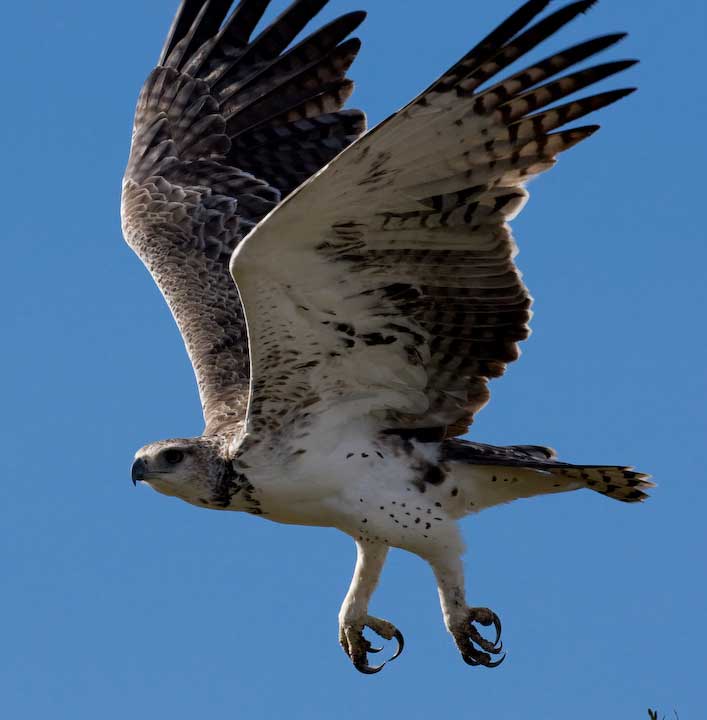 flying birds pictures wallpapers,bird,bird of prey,vertebrate,osprey,beak