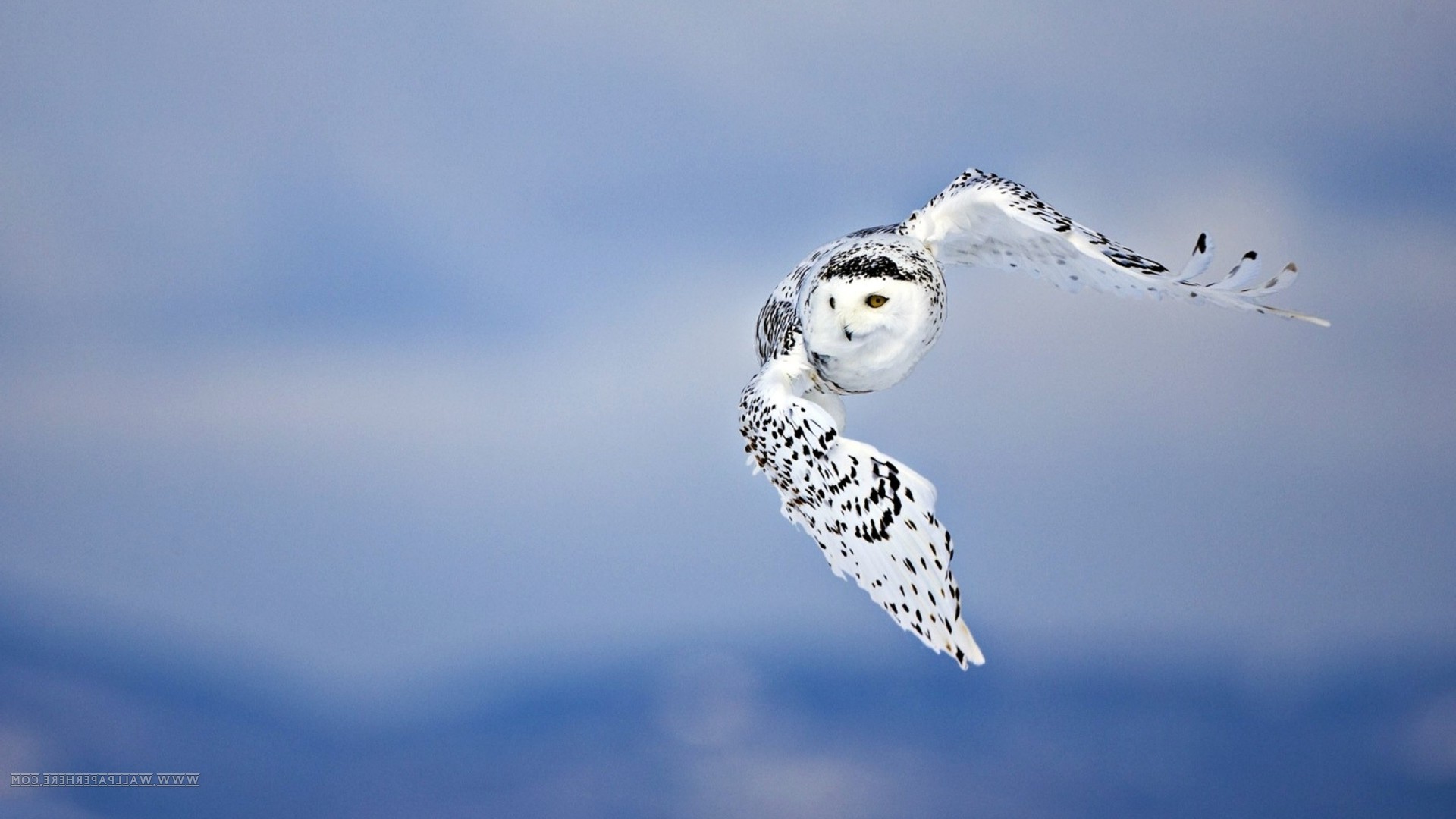 飛んでいる鳥写真壁紙,シロフクロウ,フクロウ,鳥,猛禽,空