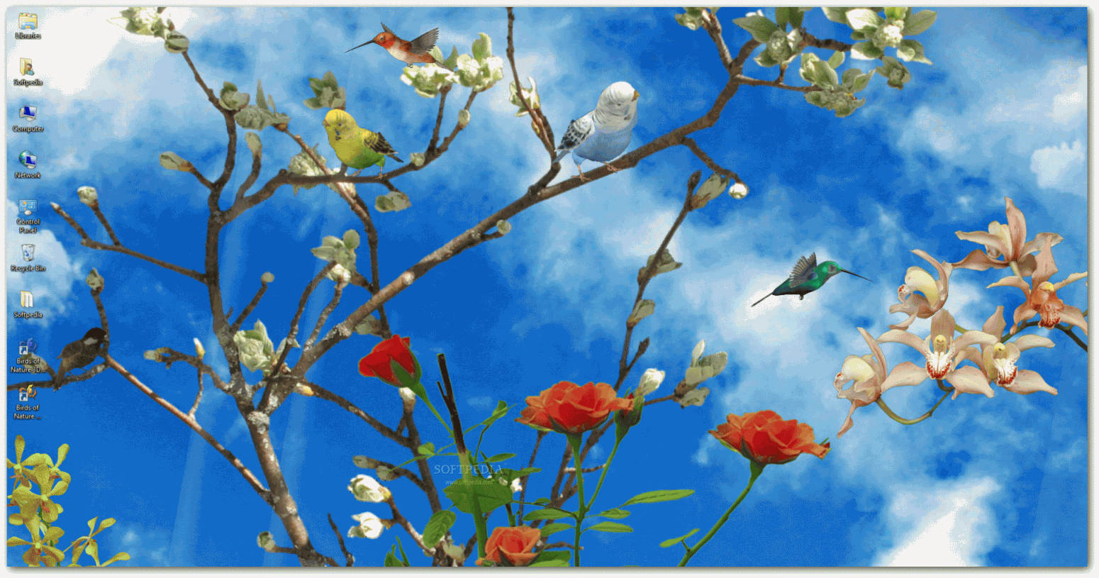 birds wallpaper 3d,branch,blue,sky,flower,spring