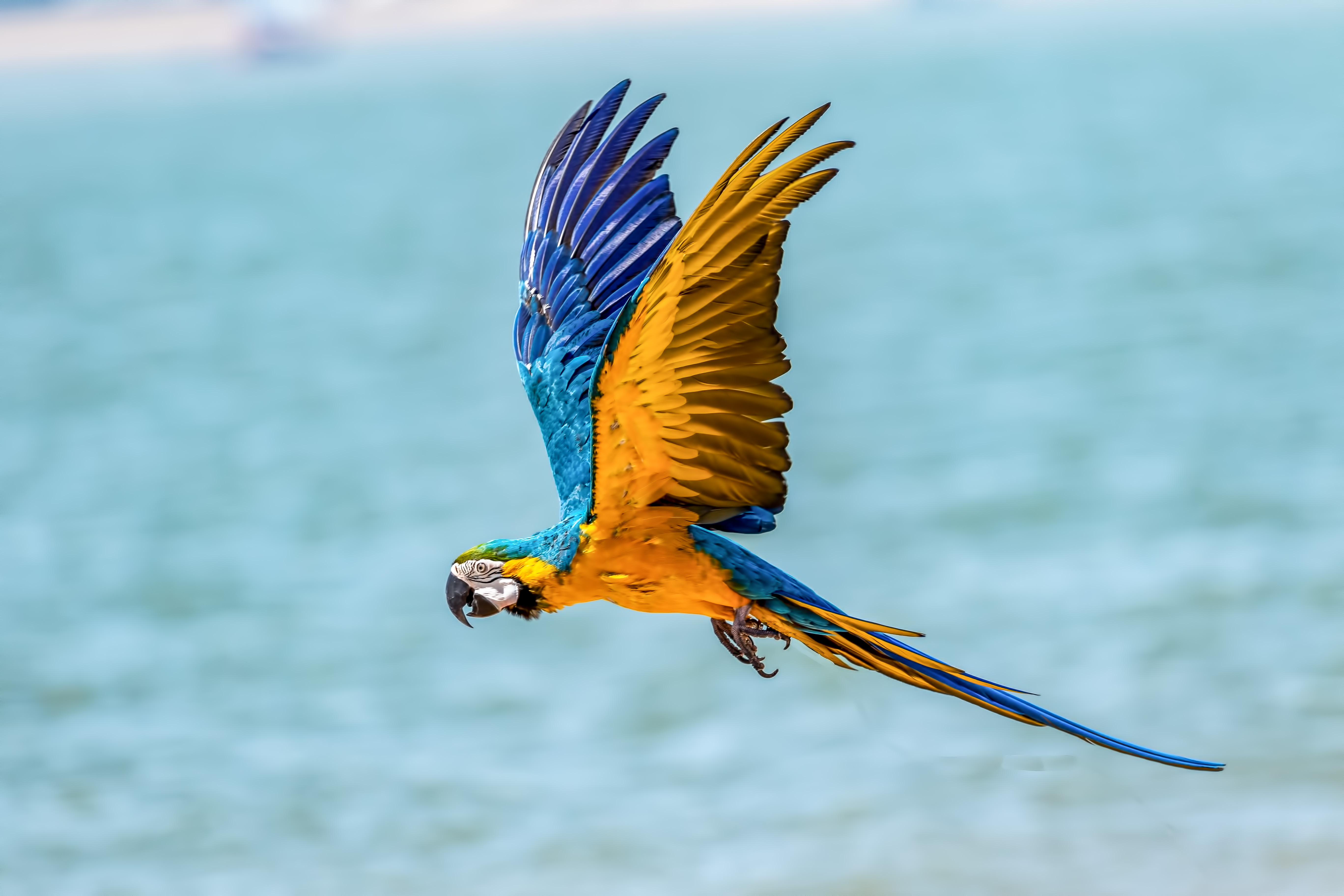 飛んでいる鳥写真壁紙,鳥,コンゴウインコ,ファルコン,ハヤブサ,羽