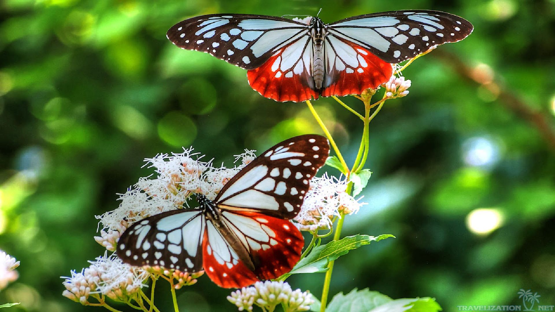 vogel schmetterling tapete,motten und schmetterlinge,schmetterling,untergattung cynthia,insekt,wirbellos