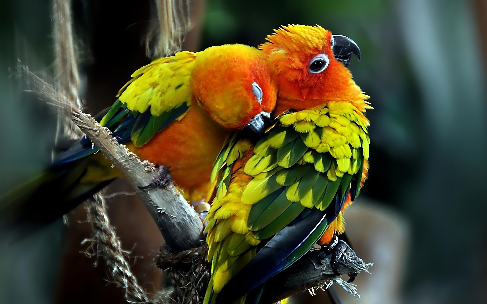 3d parrot wallpaper,bird,vertebrate,beak,parrot,lovebird