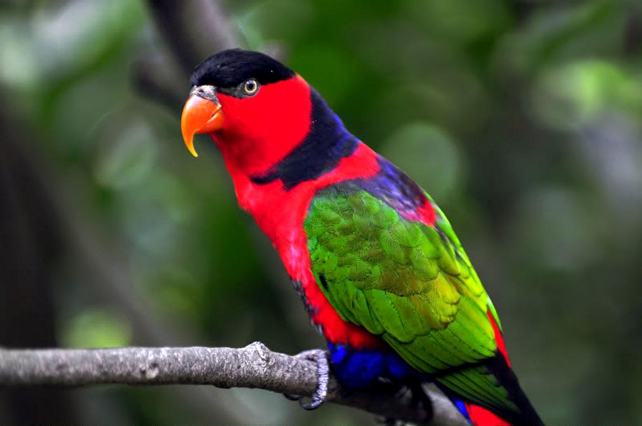 colorful birds wallpaper,bird,vertebrate,parrot,beak,macaw