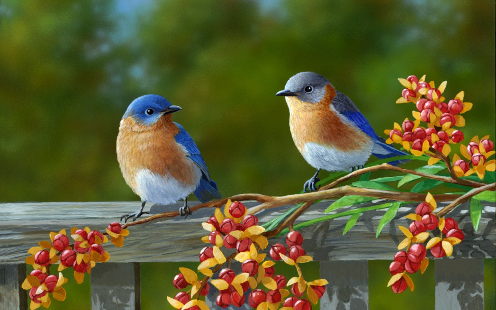 papel pintado colorido de los pájaros,pájaro,bluebird del este,azulejo,pájaro cantor,pájaro posado
