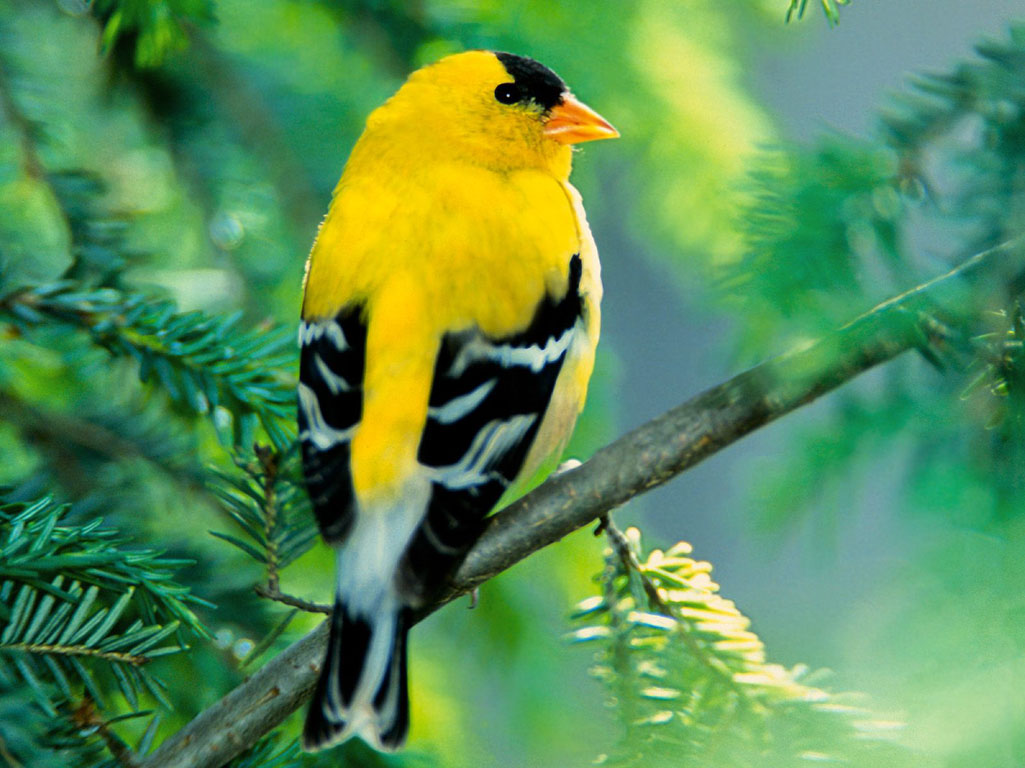 papel pintado colorido de los pájaros,pájaro,pinzón,oriole del viejo mundo,pájaro cantor,pájaro posado