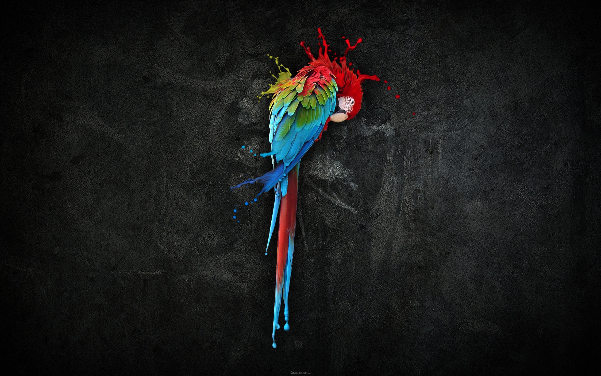 carta da parati pappagallo 3d,ara,disegno grafico,colorfulness,grafica