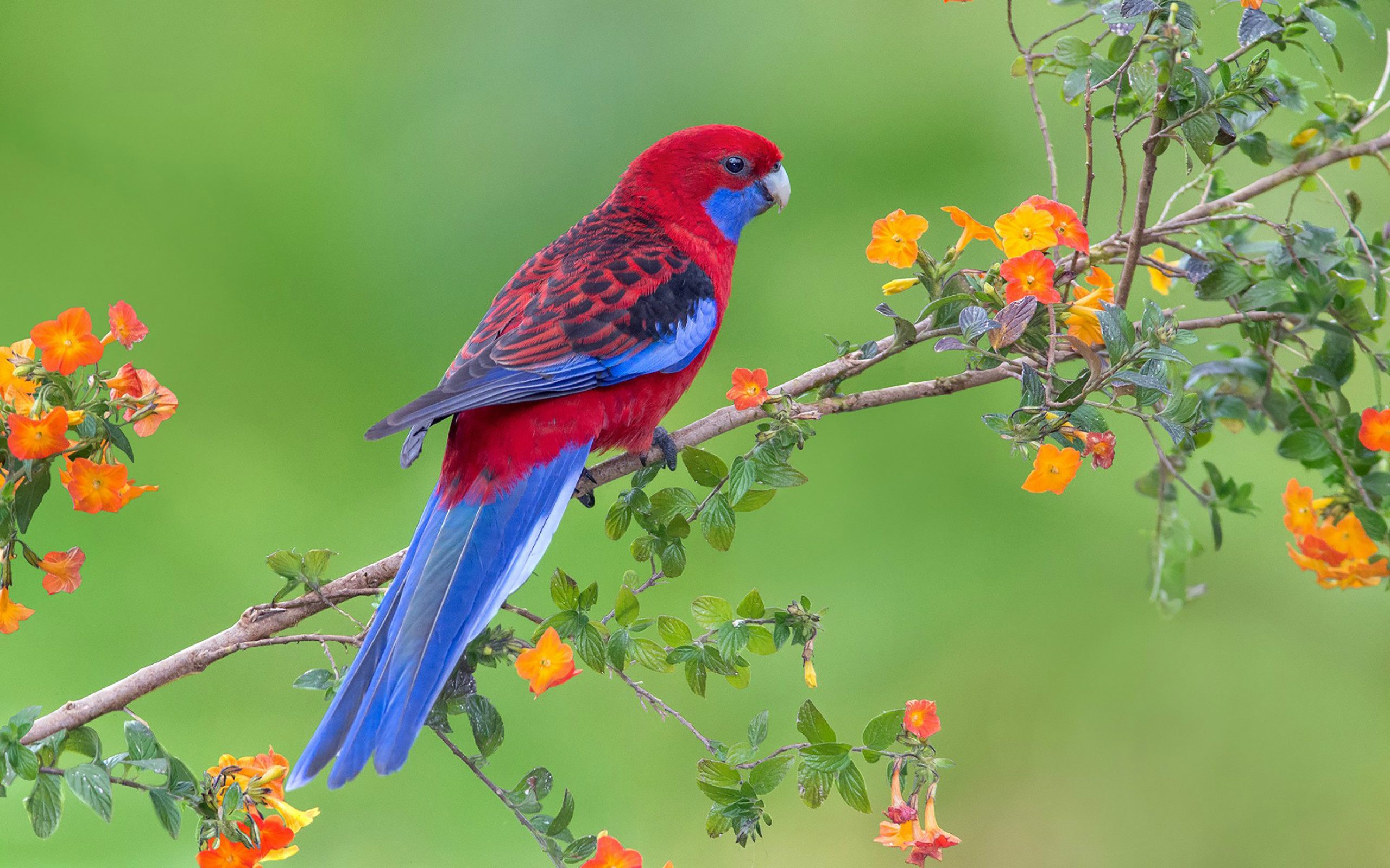 fondo de pantalla de loro 3d,pájaro,loro,lorikeet,planta,periquito