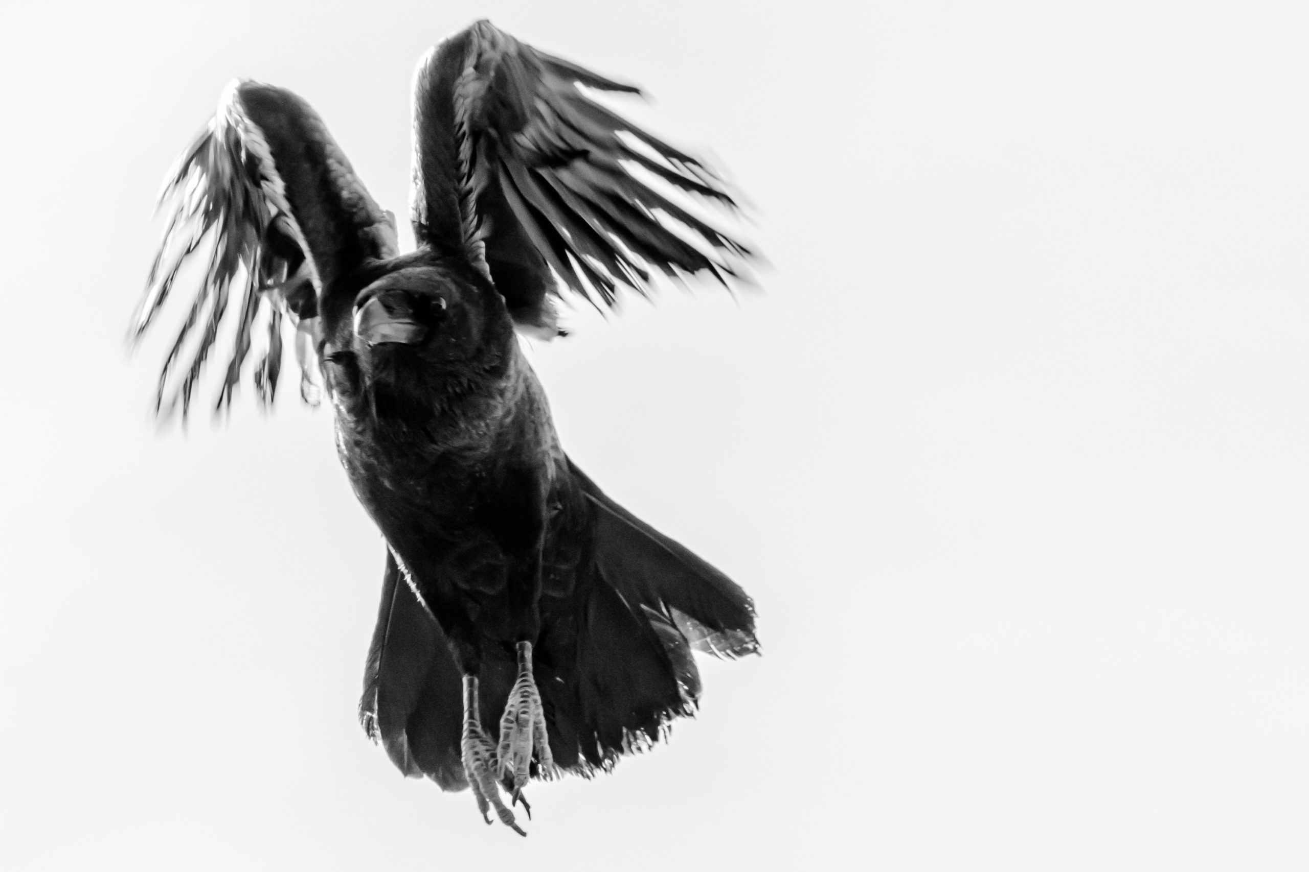 fondo de pantalla de pájaro blanco y negro,pájaro,negro,ala,pluma,en blanco y negro