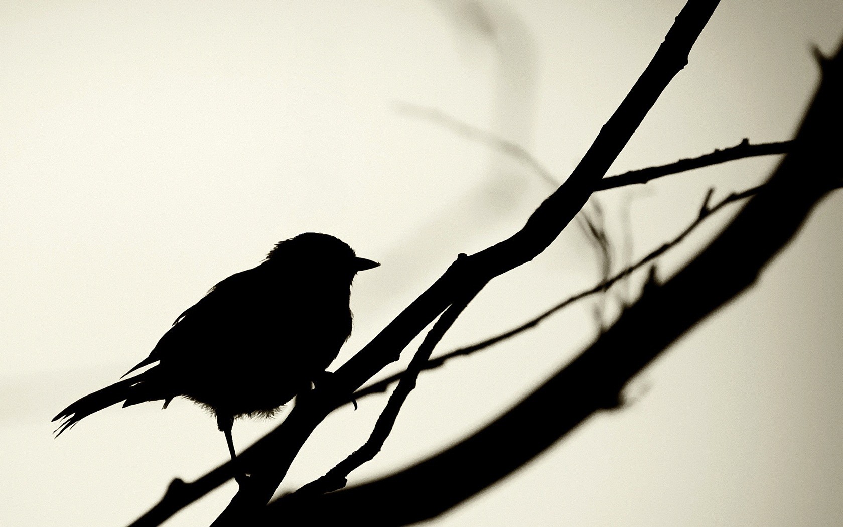 papier peint oiseau noir et blanc,oiseau,noir,brindille,merle,silhouette