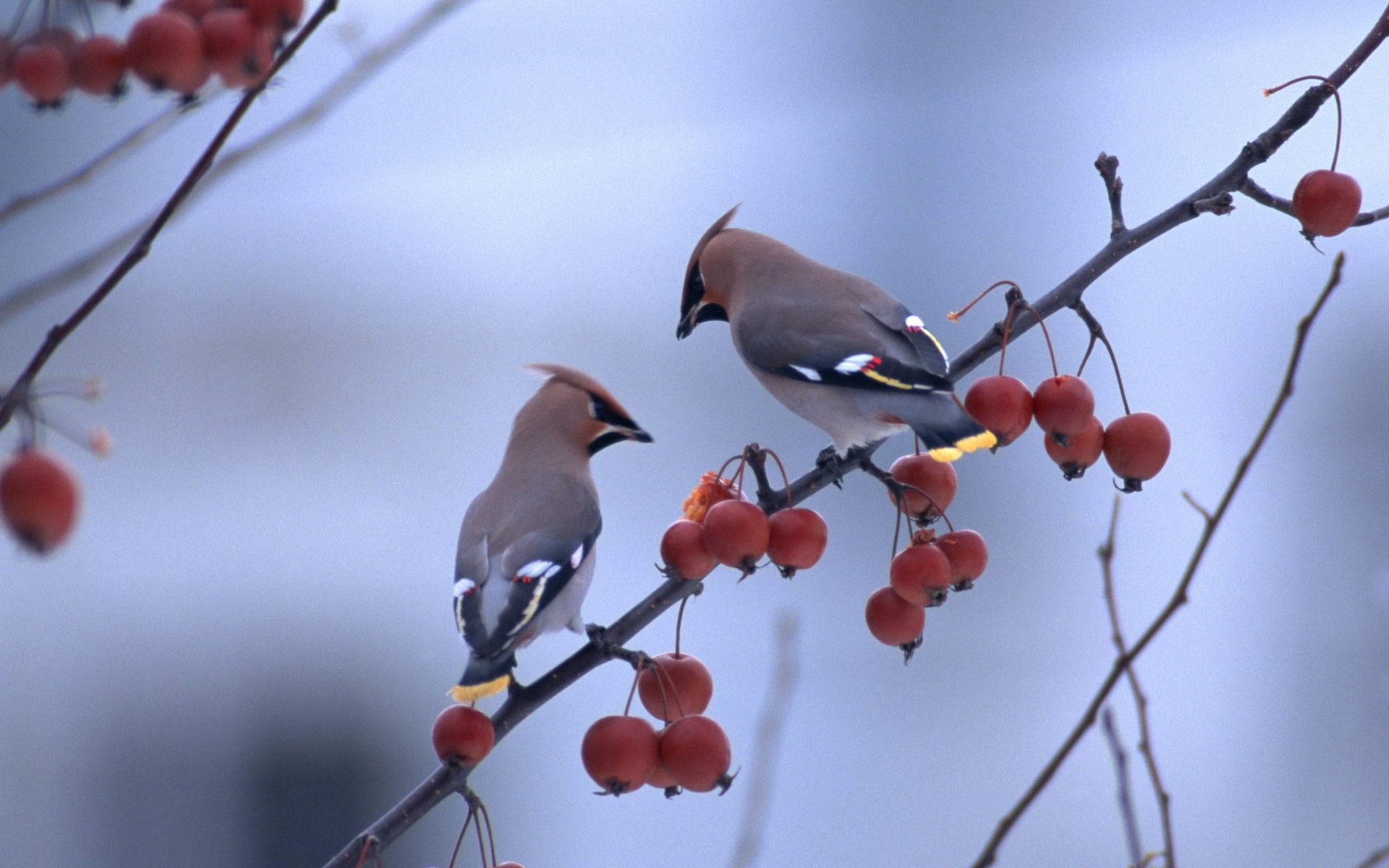 wallpaper with birds on branches,cedar waxwing,waxwing,bird,beak,branch