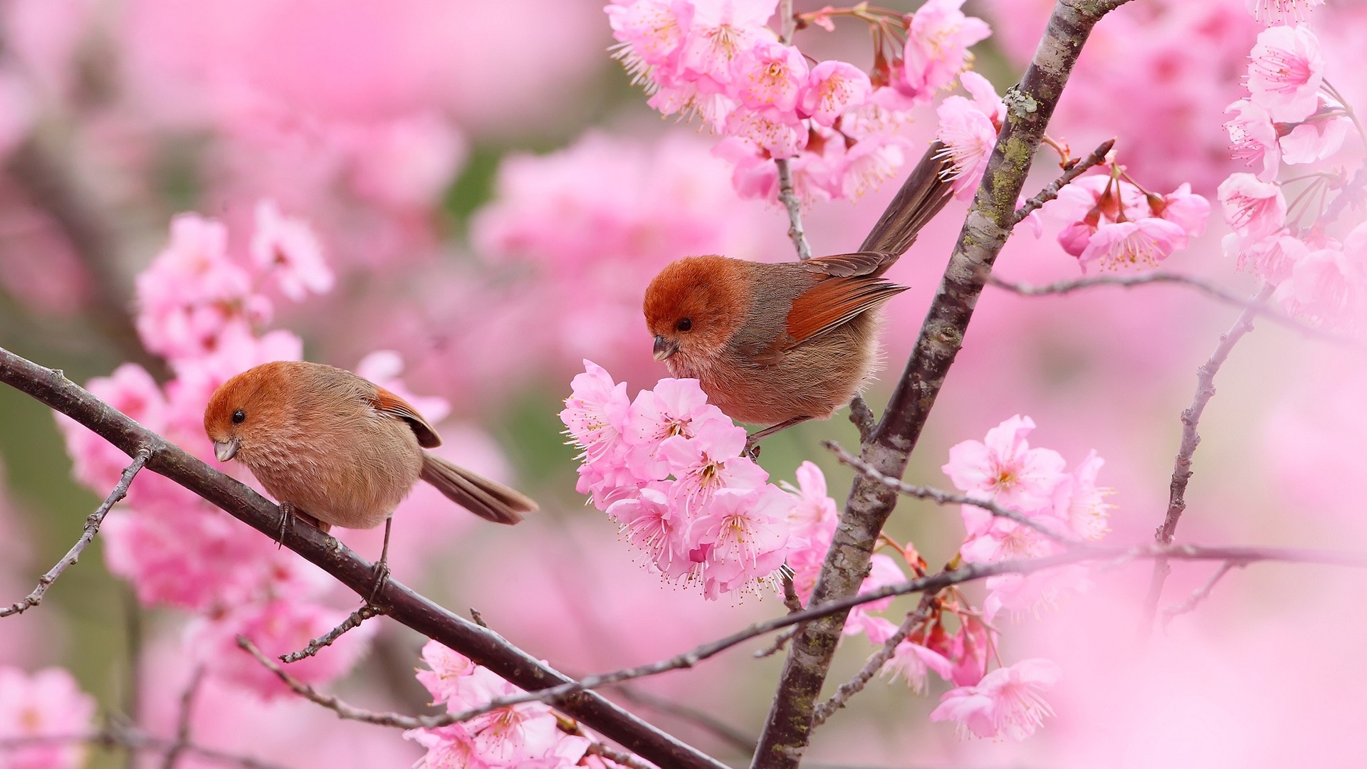 papel pintado con pájaros en las ramas,pájaro,flor,rosado,florecer,primavera