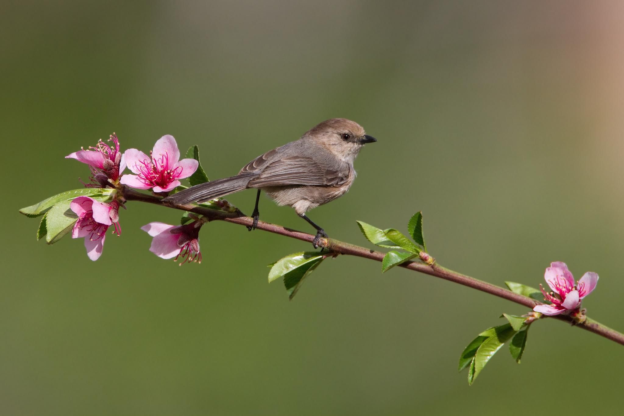 枝に鳥の壁紙,鳥,家フィンチ,すずめ,工場,emberizidae