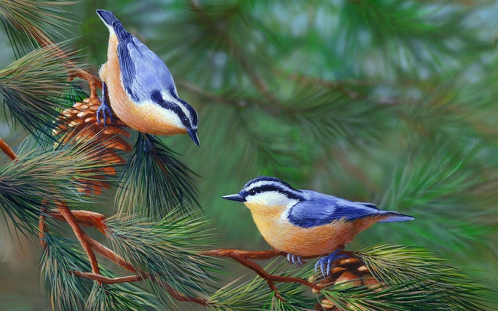 tapete mit vögeln auf zweigen,vogel,jay,baum,hockender vogel,singvogel