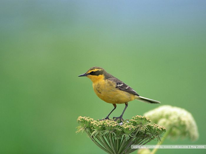 papel pintado con pájaros en las ramas,pájaro,pinzón,fauna silvestre,pájaro cantor,pájaro posado