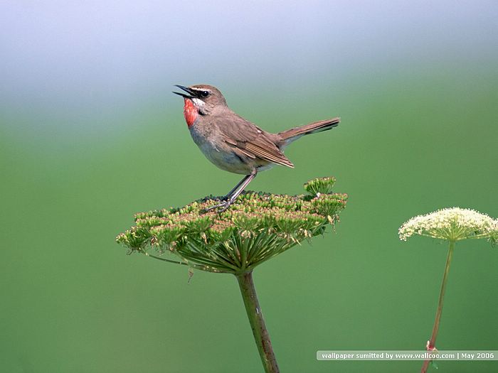 tapete mit vögeln auf zweigen,vogel,spatz,hockender vogel,tierwelt,lerche