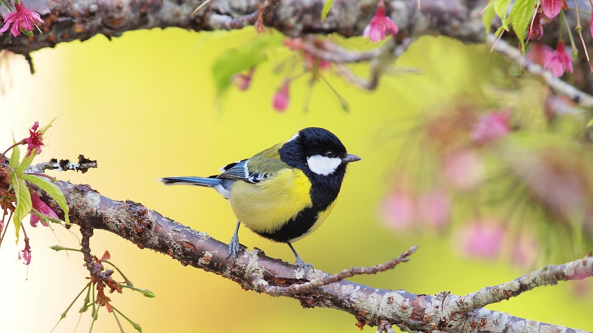 나뭇 가지에 조류와 벽지,새,우는 새,앉은 새,구세계 flycatcher,야생 동물