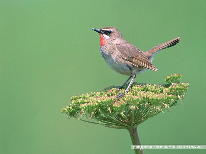 Bird Photography Vol3 Birds Variety Wallpaper Birds - Birds On A Twig