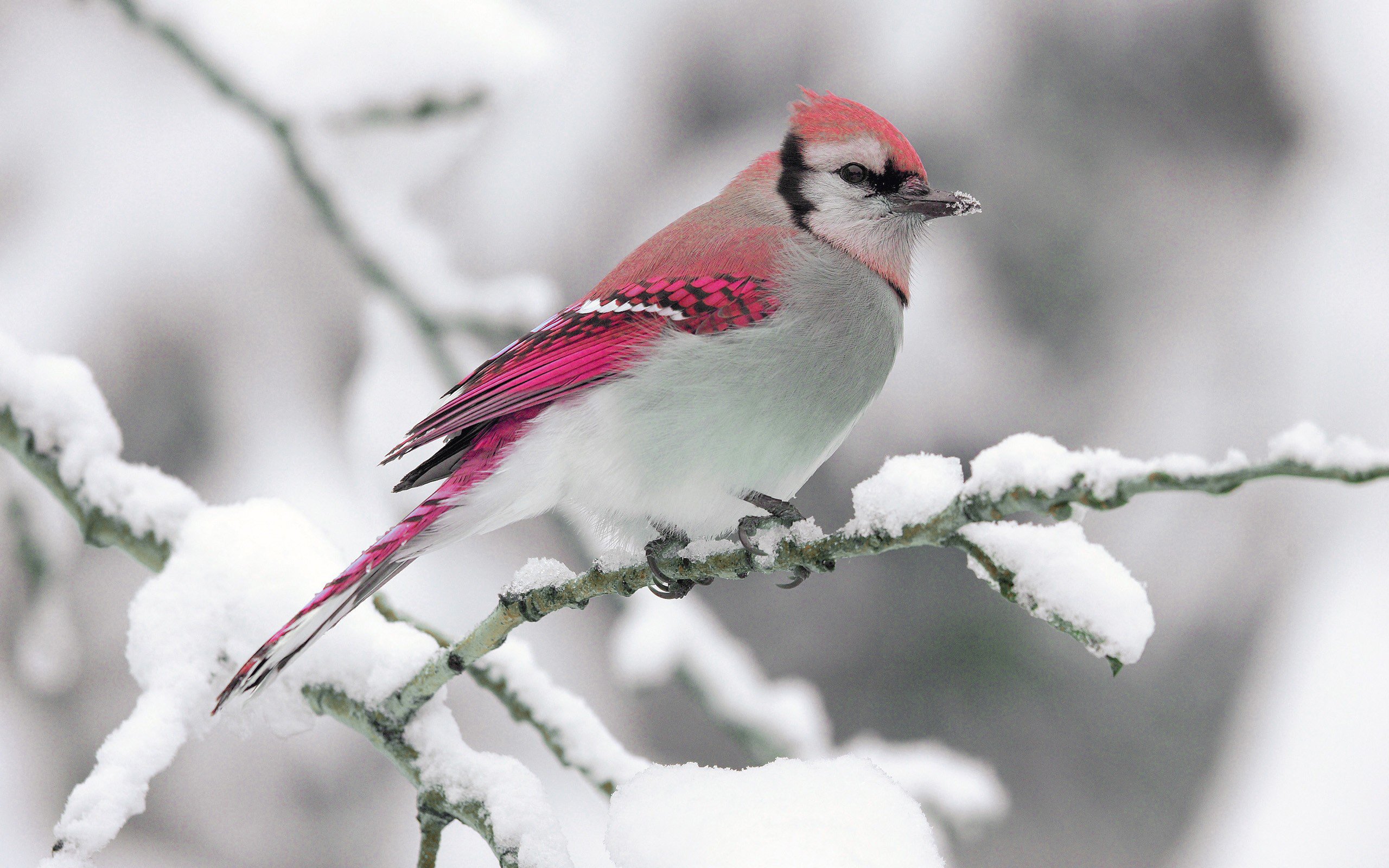 tapete mit vögeln auf zweigen,vogel,hockender vogel,singvogel,fink,pflanze