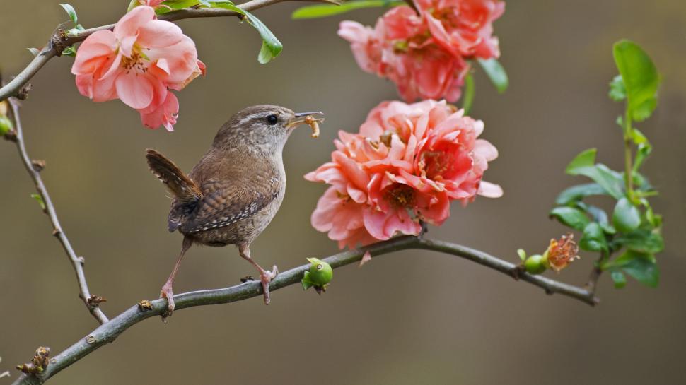 wallpaper with birds on branches,bird,beak,house finch,finch,plant